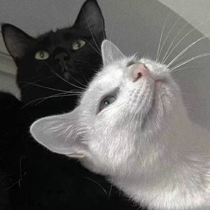 国产精品无码在线观看
